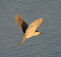 Night Heron in Flight